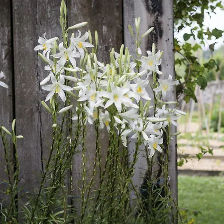 Hotel El Prado Mayor Quintanilla del Rebollar